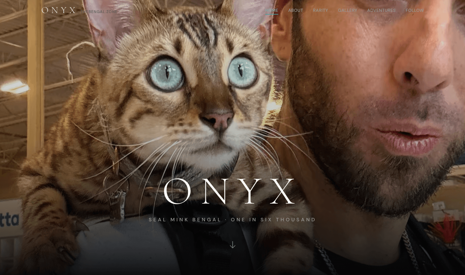 THEBENGAL.ZONE screenshot